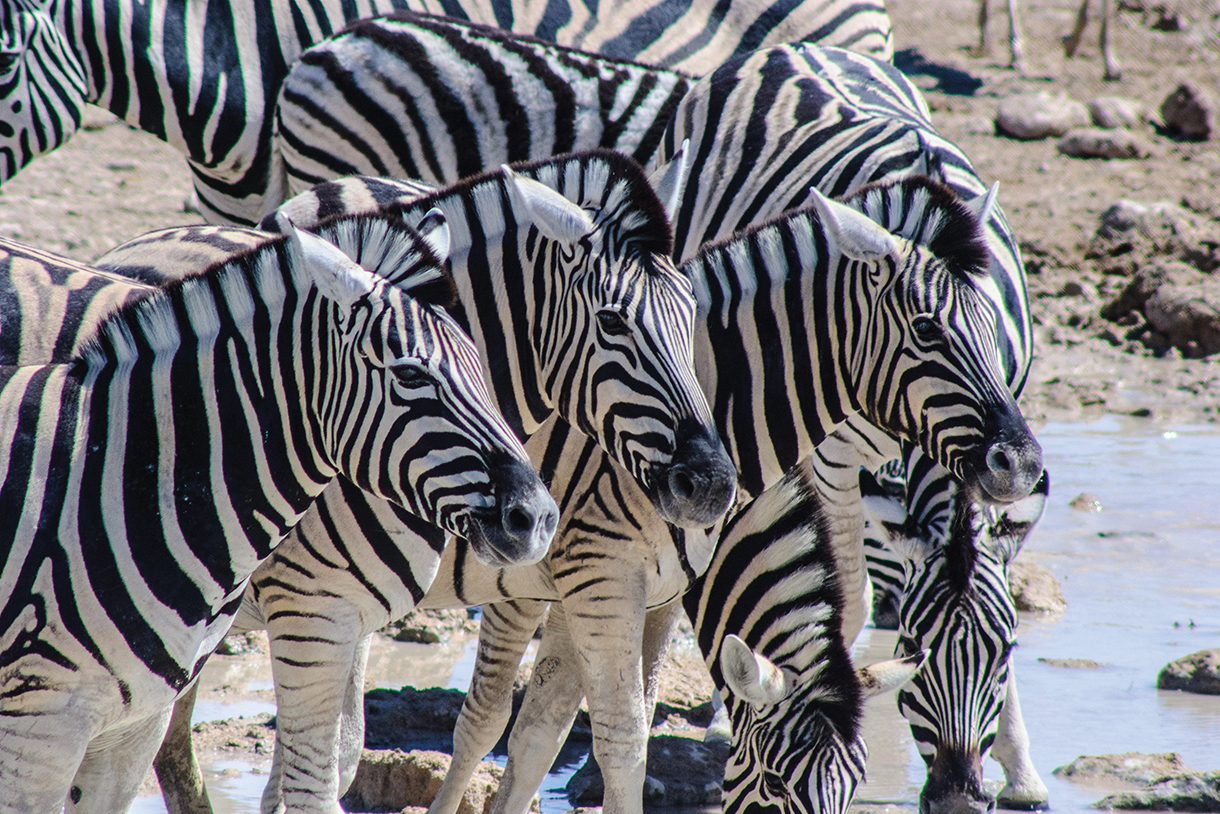 Closeup of herd of zebras